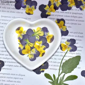 120pcs Paspaudus Violetinė&Geltona Džiovinti Viola Tricolor L. Gėlių, Augalų Herbariumas Papuošalai Atveju Žymą Invatation Kortelę 